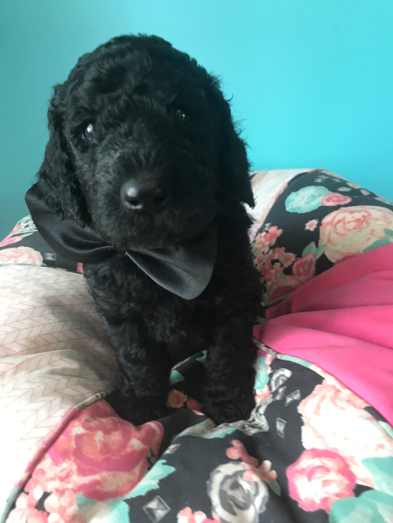 Goldendoodle Puppy Registration