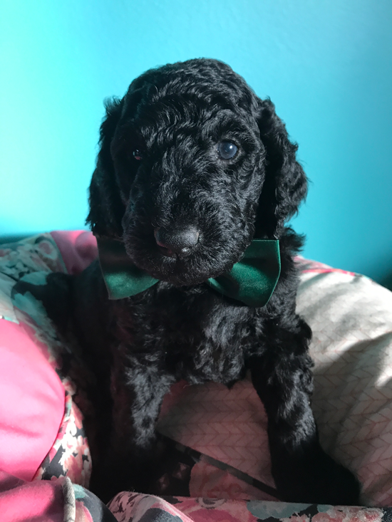 Goldendoodle Puppy Registration