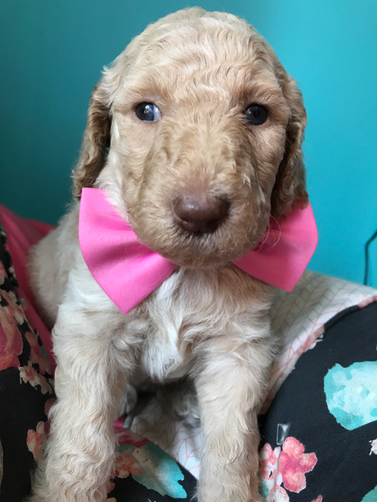 Goldendoodle Puppy Registration