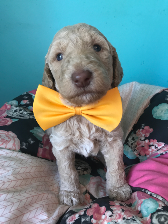 Goldendoodle Puppy Registration