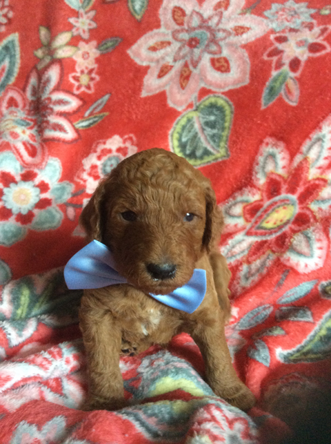 Goldendoodle Puppy Registration