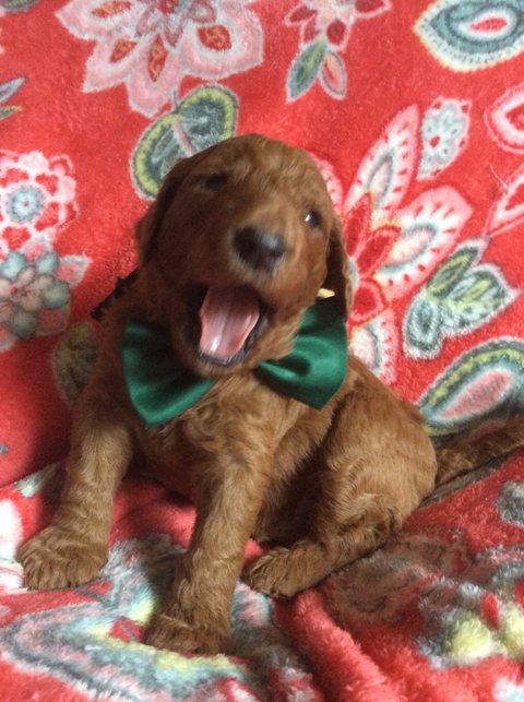 Goldendoodle Puppy Registration