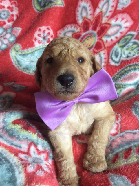 Goldendoodle Puppy Registration