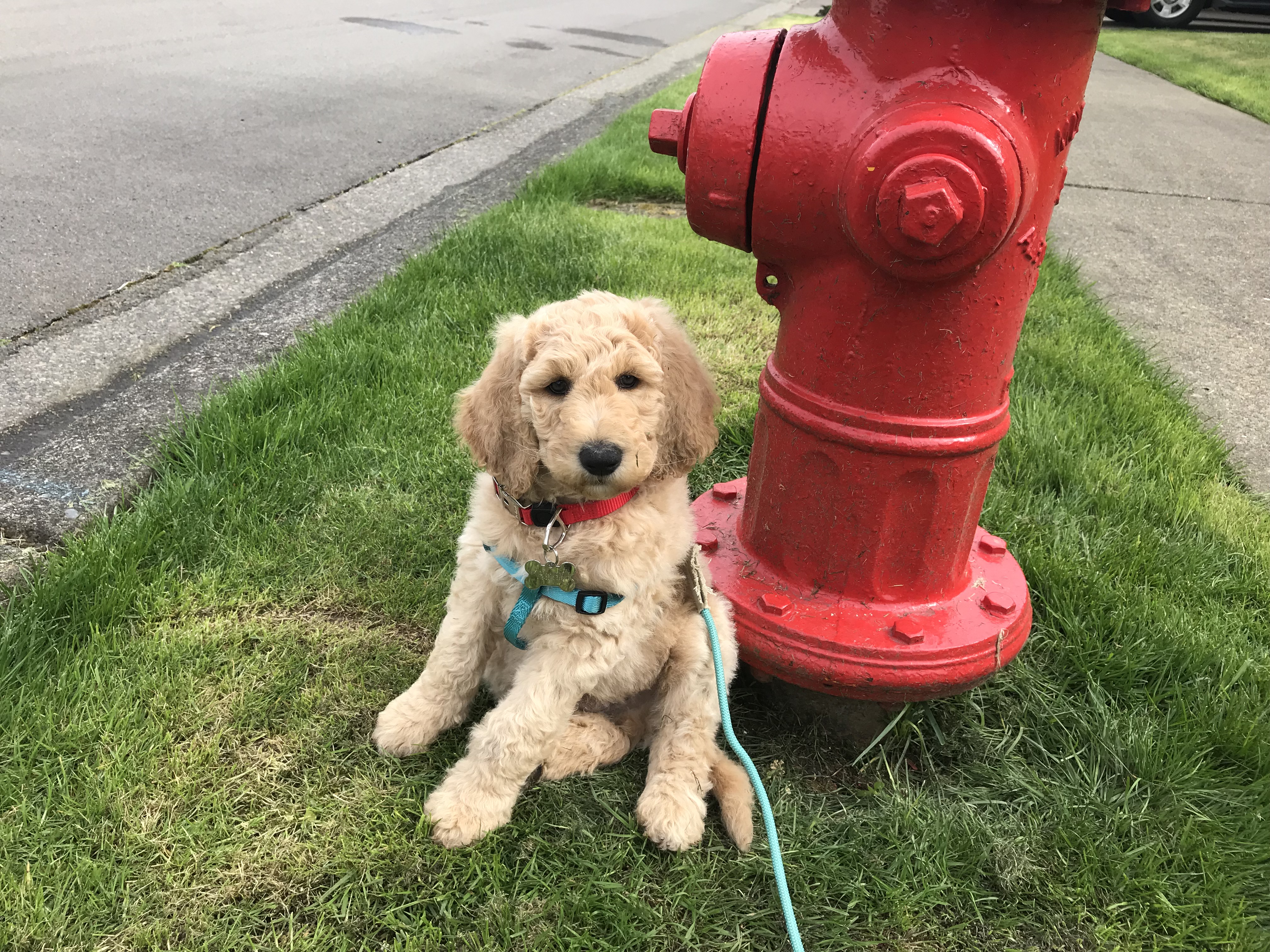 portland goldendoodles